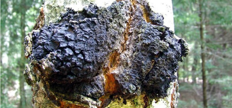 How much chaga tea should you drink per day