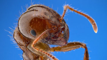 bug bite