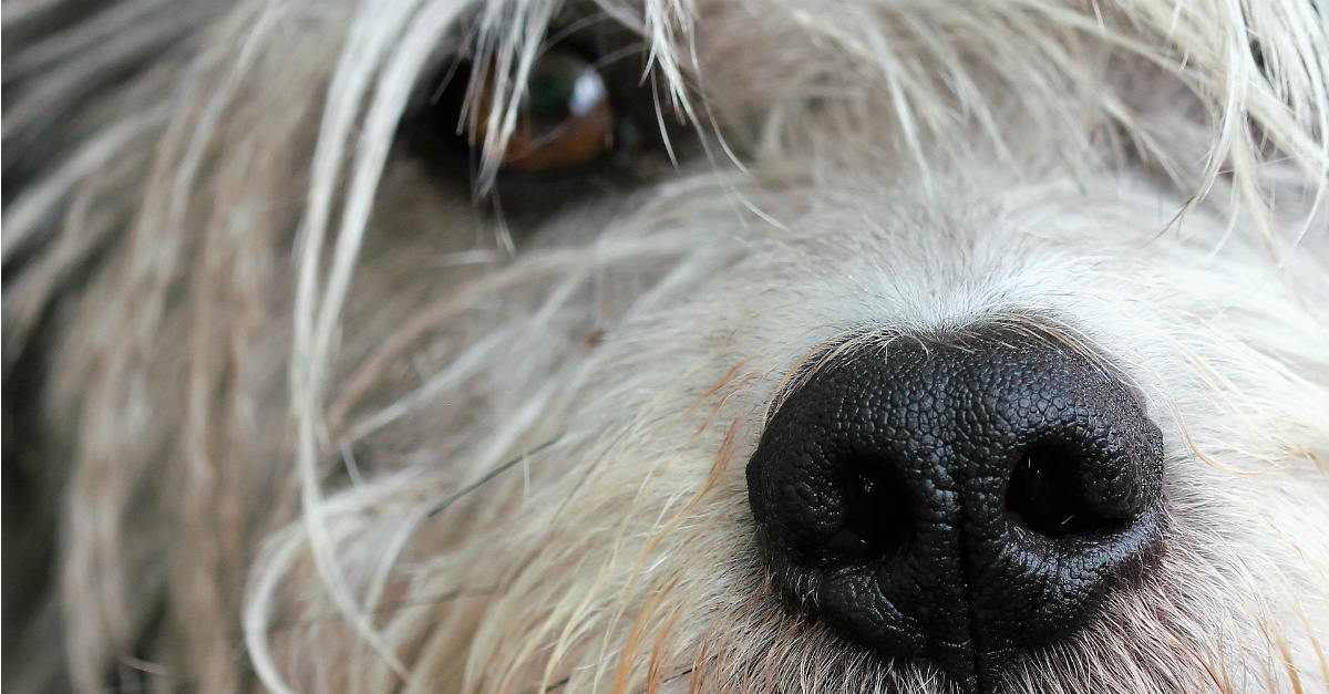 dogs can recogniza a bad person true